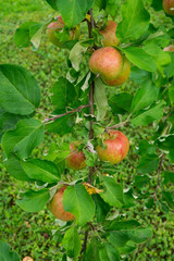 fresh, apples of a new crop on the branches in the garden.