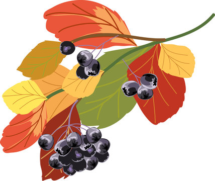 autumn leaves and berries, colorful, nature clip art preview