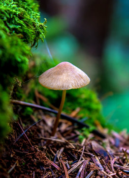 Photo of one brown wild mushroom in forest if Carpathian mountains