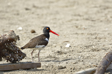 Ostrero Común (Haematopus palliatus)
