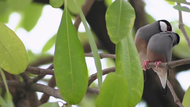 Java Sparrow action in breeding season
