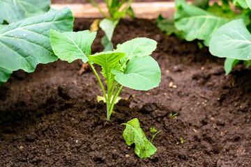 Sprouts cabbage kohlrabi