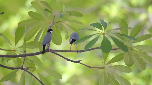 Java Sparrow action in breeding season
