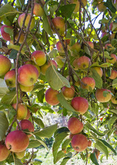 Detalle de ramas de Manzano cargadas de Manzanas