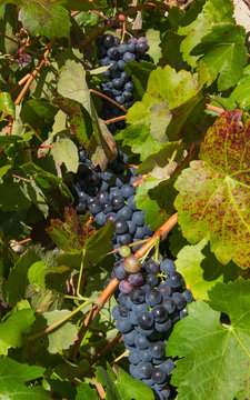Detalle de racimos de uvas negras escondido entre las hojas de la parra, listas para la recoleccion