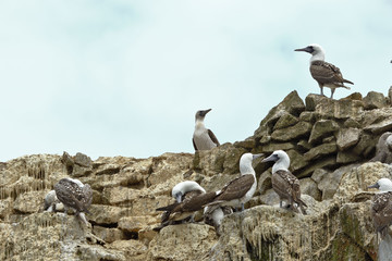 Piquero peruano (Sula variegata)