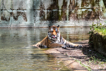 Tiger - Panthera tigris
