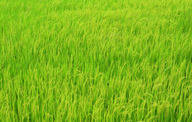 Green rice field.