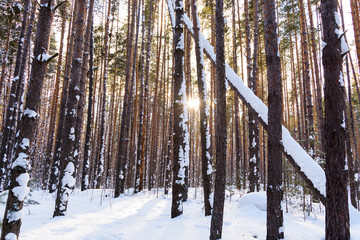 Fototapeta premium Winter road in the coniferous forest