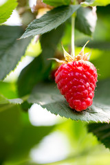 Organic ripe red raspberries on the bush.