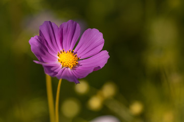 Obraz premium Lonely purple flower outdoors in the garden.
