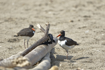 Ostrero Común (Haematopus palliatus)