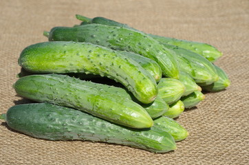 Fresh cucumbers on the burlap