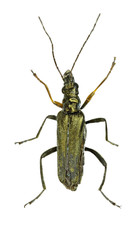 Pollen-Feeding Beetle Oedemera on white Background  -  Oedemera flavipes (Fabricius, 1792)