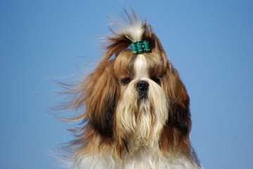 Shih Tzu Dog