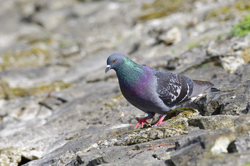 Felsentaube, 
Columba livia