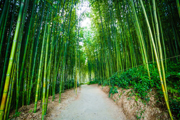 Obraz premium Bamboo groves