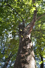 Fototapeta premium Baum