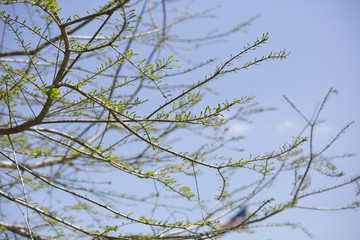 Cypress Tree