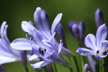 flor lila