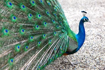 Crédence de cuisine en verre imprimé Paon a vibrant peacock strutting