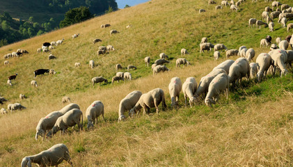 Il gregge di pecore al pascolo tra i monti