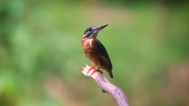 common king fisher perching on branch and dress the hair
