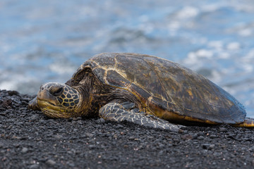 Green Turtle resting at a Beach with Black Sand, Big Island, Hawaii