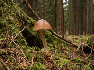 beautiful mushroom in the forest