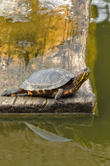 Fototapeta premium Tortuga de orejas rojas (Trachemys scripta elegans)
