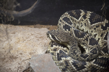Eastern Diamondback Rattlesnake
