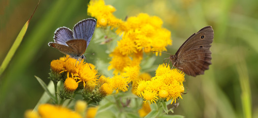 Obraz premium Two moth on yellow flowers...