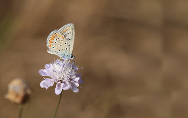 Two moth on yellow flowers...