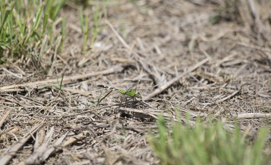 Eastern Pondhawk Dragonfly