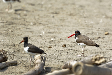 Ostrero Común (Haematopus palliatus)