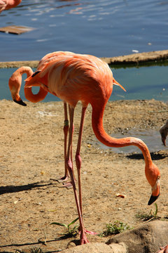 Fototapeta Flamingo.