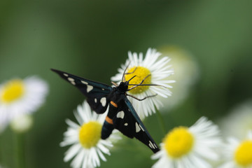 Two moth on yellow flowers...