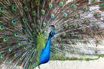 Obraz premium a vibrant peacock strutting