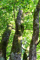 tree trunk close up with leaf and light shinging through