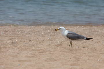 Gull