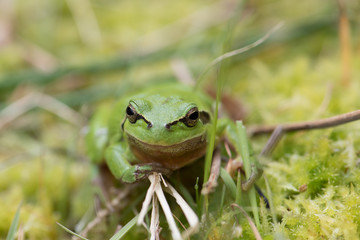 Treefrog