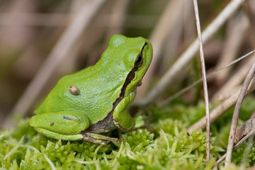 Treefrog