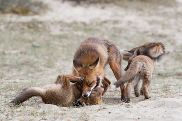 Fox with cubs