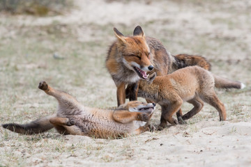 Naklejka na ściany i meble Fox with cubs