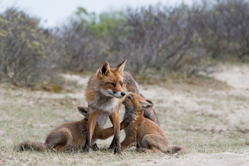 Fox with cubs