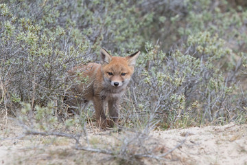 Fox cub
