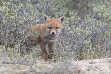 Fox cub
