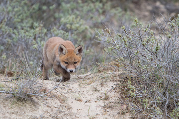 Fox cub
