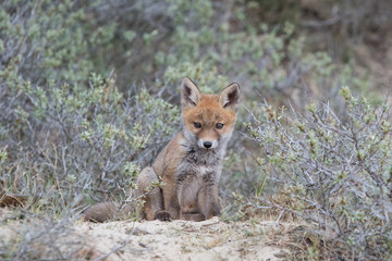 Fox cub
