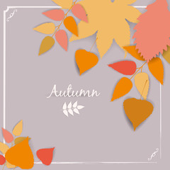 Collection beautiful colour autumn leaves isolated vector illustration